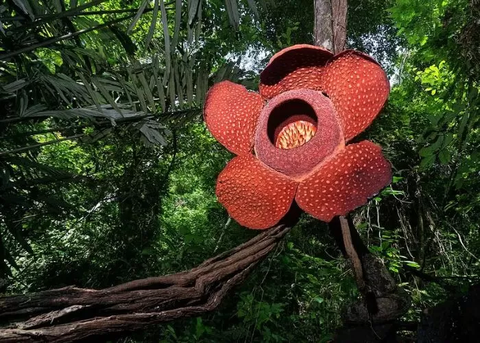 Rafflesia hasseltii