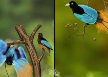 Pesona Cendrawasih Biru: Sang Permata Langit Papua yang Langka