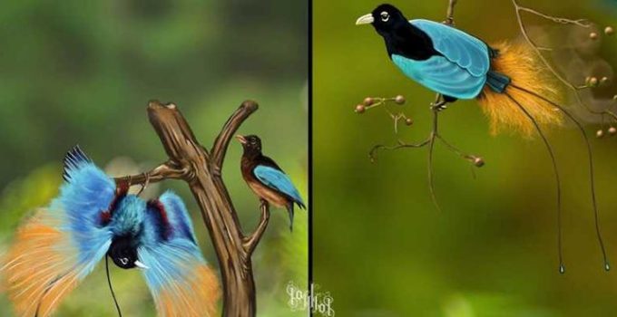 Pesona Cendrawasih Biru: Sang Permata Langit Papua yang Langka