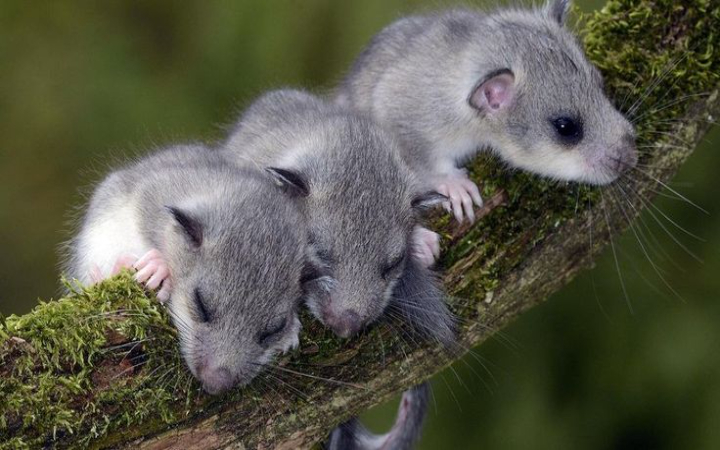 Keunikan Karakteristik Sang Mamalia Mungil tikus penidur