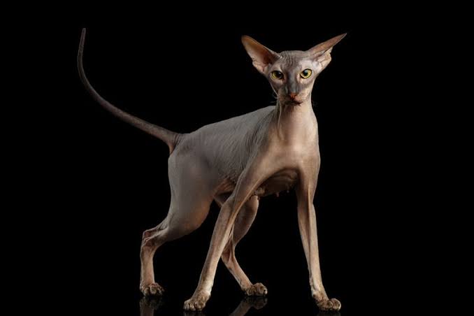 Asal-Usul Kucing Peterbald