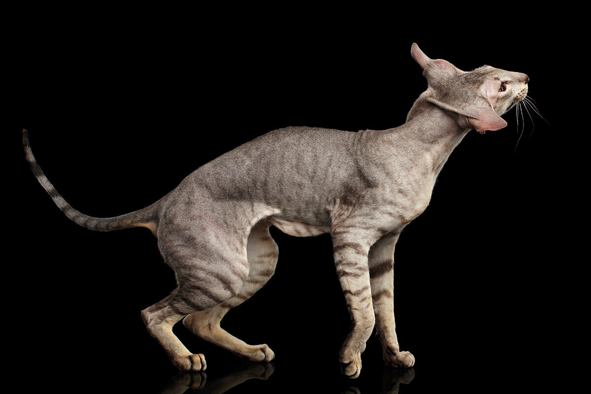 Karakter Peterbald yang Sangat Sosial