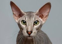 Kucing Peterbald, Ras Elegan yang Makin Dilirik Kucing Peterbald, Ras Elegan yang Makin Dilirik