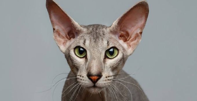 Kucing Peterbald, Ras Elegan yang Makin Dilirik