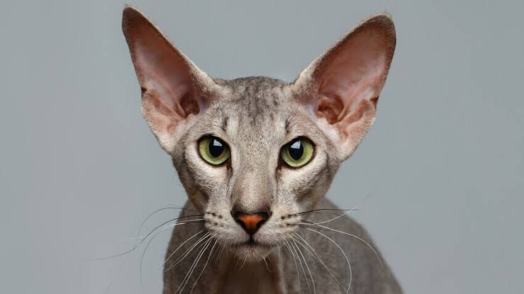 Kucing Peterbald